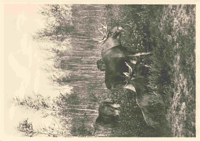 Kurische Nehrung Samland Kaliningrad RU Elch-Gruppe Monographie in Bildern 64 Bi