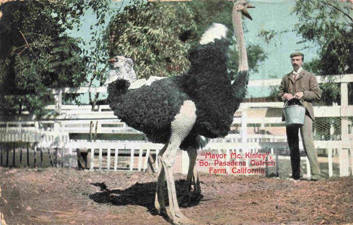 Pasadena California USA Mayor Mc. Kinley Ostrich Farm