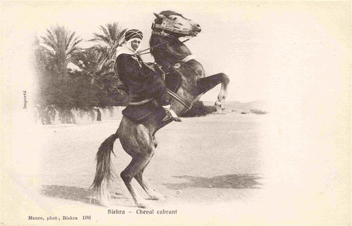 Biskra Algerie Cheval cabrant