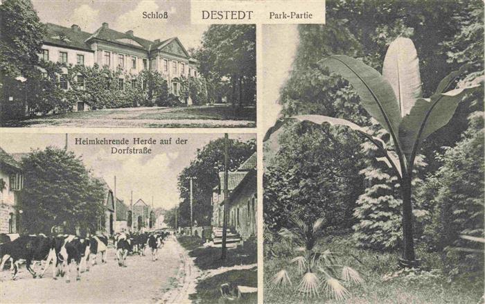 Destedt Cremlingen Niedersachsen Schloss Park Viehherde auf dem Heimweg Dorfstra
