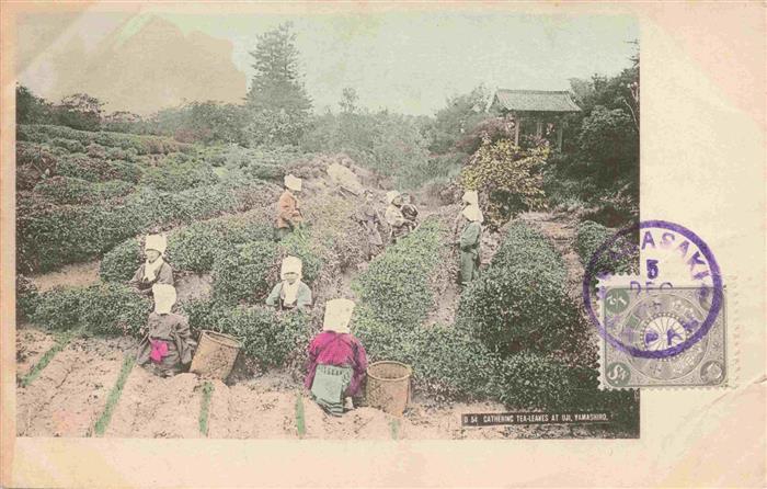 Yamashiro Nagasaki Japan Cathering Tea-Leaves at Uji