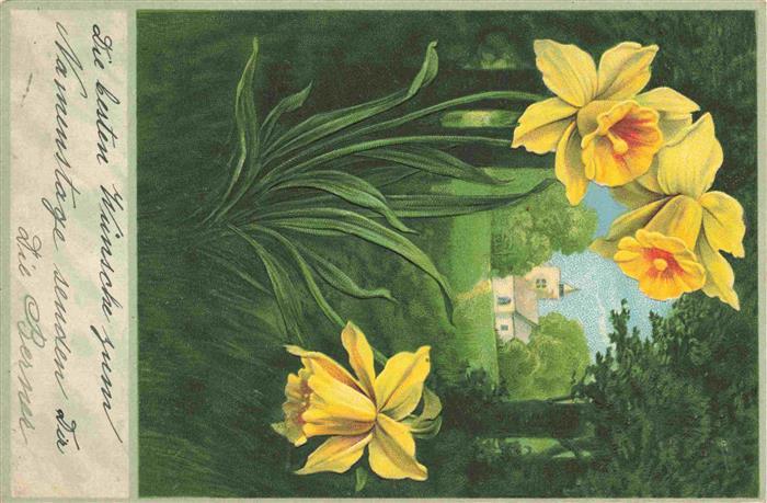 Osterglocken Daffodils Jonquilles Campanillas-- Namenstag