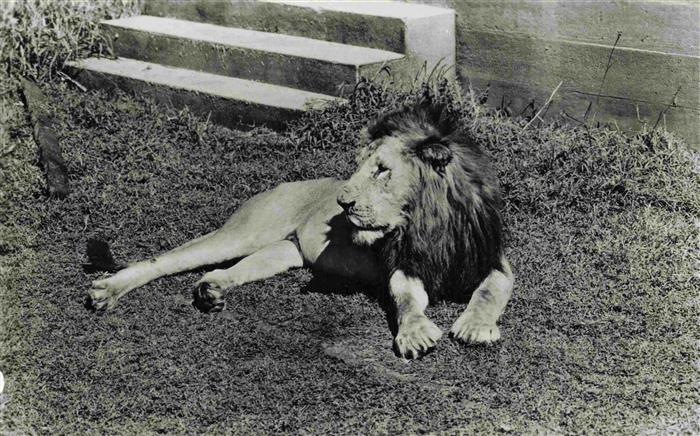 Loewe Lion-- Gorongosa Beira