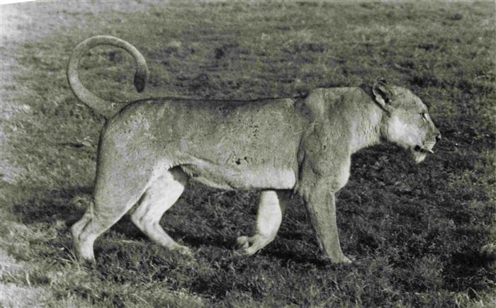 Loewe Lion-- Gorongosa Beira