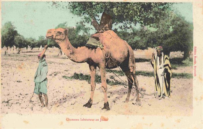 Kamele Camel Chameau-- Chameau laboureur en Judee