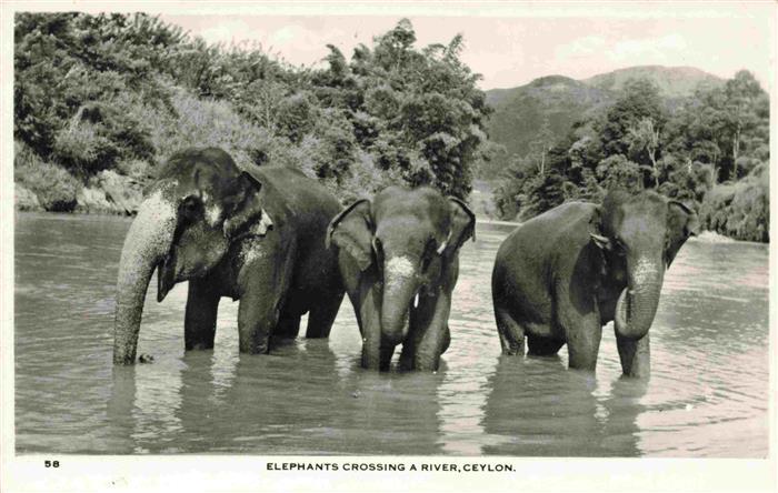 Elefant Ceylon Srilanka