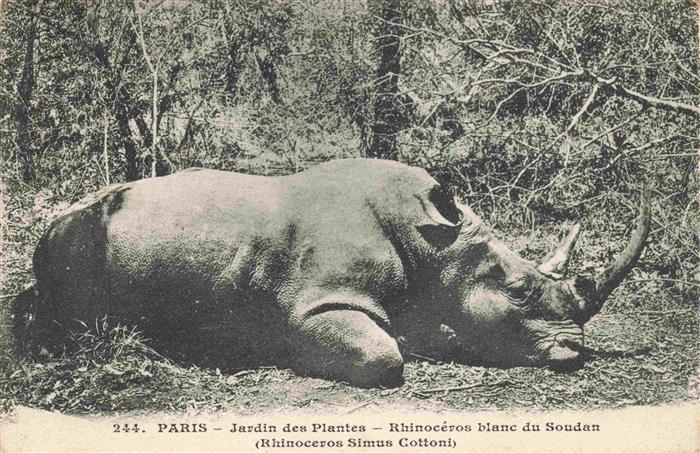 Nashorn Paris Jardin des Plantes