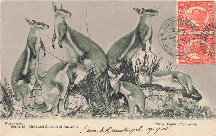 Kaenguru Kangaroo Kangourou Canguro-- Wallaries Australia Kerry