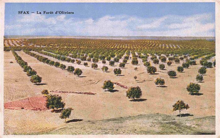 Sfax Tunesie La Foret d'Oliviers