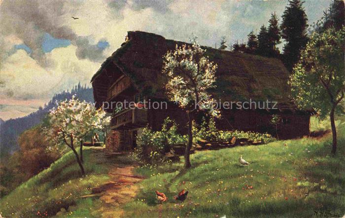 Hoffmann  Heinrich Kuenstlerkarte Sueddeutschland Alsace Fruehling im Schwarzwal
