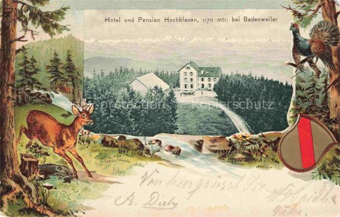 BADENWEILER BW Hotel Pension Hochblauen Waldpartie Schwarzwald Reh Auerhahn