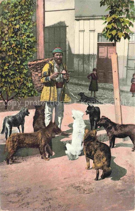Constantinople Constantinopel ISTANBUL TK Les chiens de rue