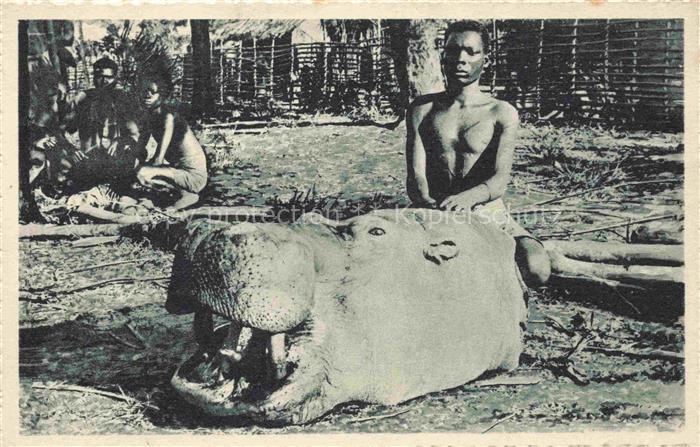 Congo Belge Belgisch KONGO Tete d'hippopotama Monstre de hideur et