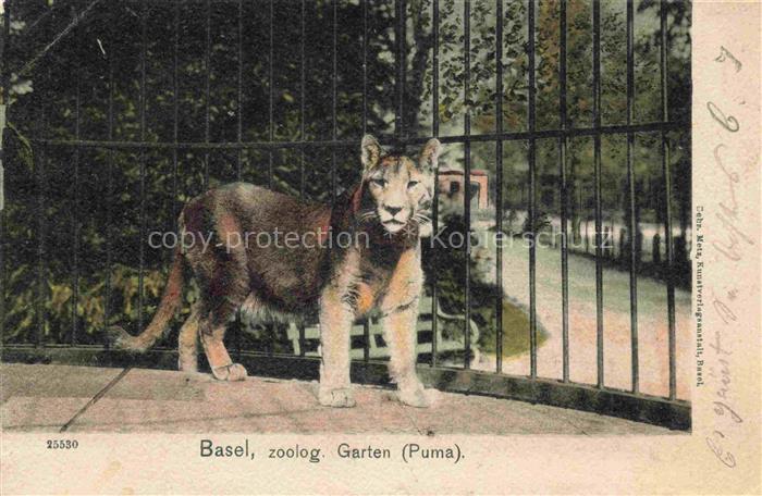 Zoo Gardin Zoologique-- Basel Puma Litho