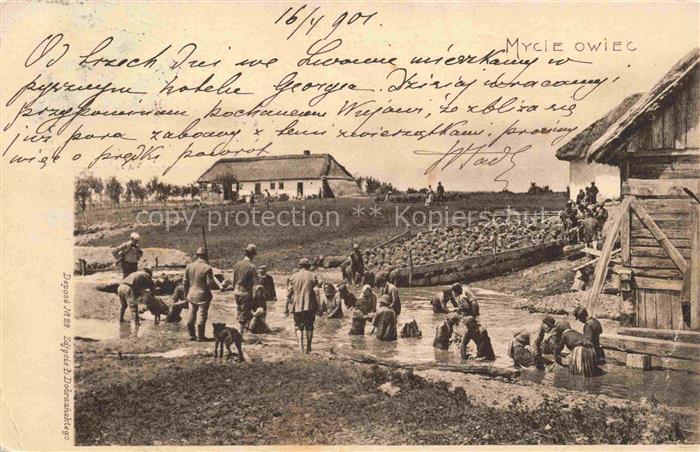 Lwow Lemberg Lviv UA Mycie owiec