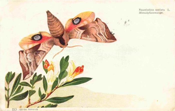 Schmetterlinge Abendpfauenauge Litho