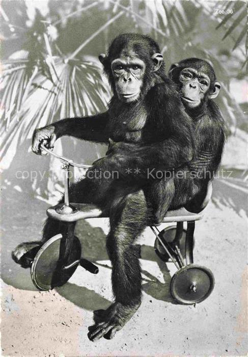 Zoo Gardin Zoologique-- Zuerich Schimpansen Toni Susi