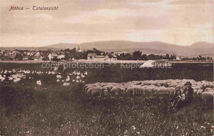Moehra Moorgrund Thueringen Panorama Schafherde