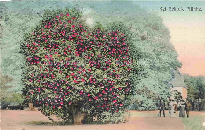 Pillnitz Dresden Kgl Schloss Camelienbaum