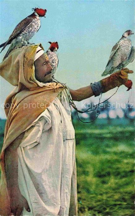 Falknerei Falke Falcon Faucon Halcon-- Adler Afrique du Nord