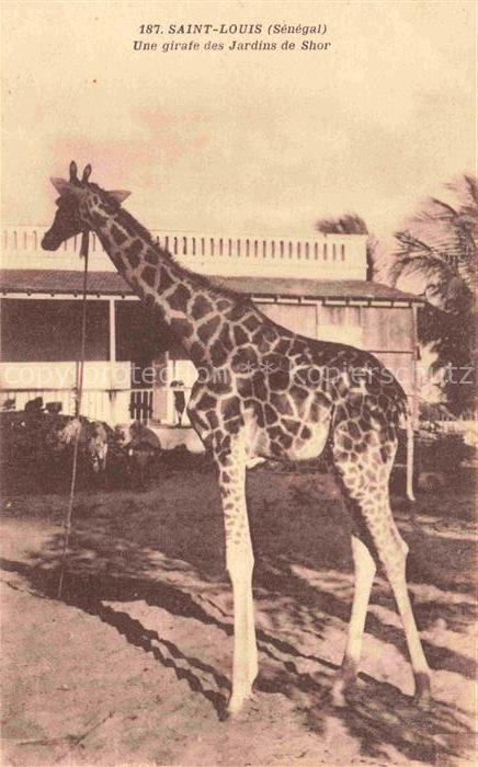Giraffe Girafe Jirafa Giraffa-- Saint Louis Senegal Jardins Shor