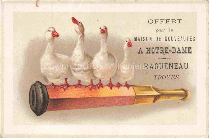 Gaense Gefluegel Poultry Volaille Pollame Aves de Corral-- Notre Dame Ragueneau
