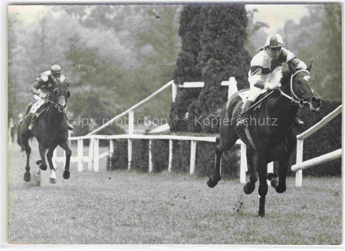 Reitsport Pferdesport Pferderennen Schachen Aarau Schweiz