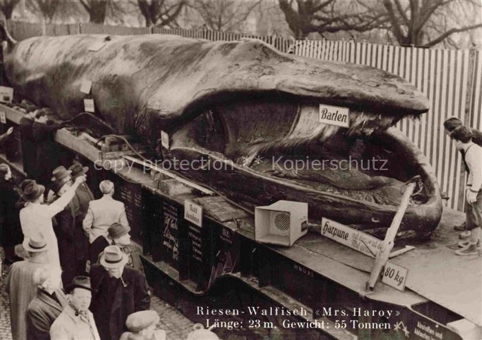 Wal Whale Baleine Mrs Haroy