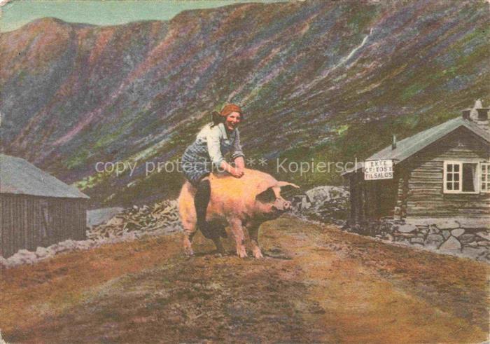 Schweine Norge Norwegen Setejentens Fridag