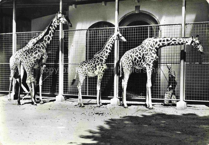 Zoo Gardin Zoologique-- Basel Giraffen Schweiz