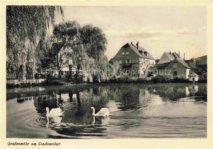 Grafenwoehr Schwaene am Stadtweiher