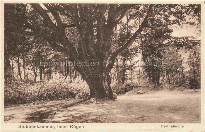 Stubbenkammer Sassnitz Ruegen Herthabuche