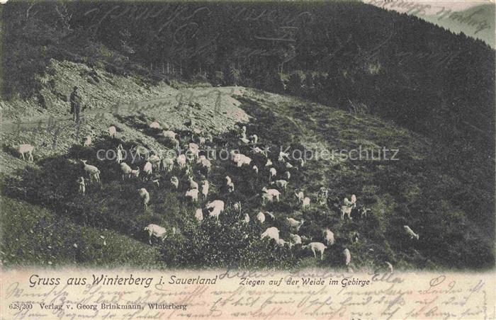 Winterberg  Hochsauerland NRW Ziegen auf der Weide im Gebirge