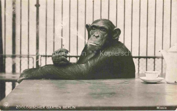 BERLIN  CITY Zoologischer Garten Affe