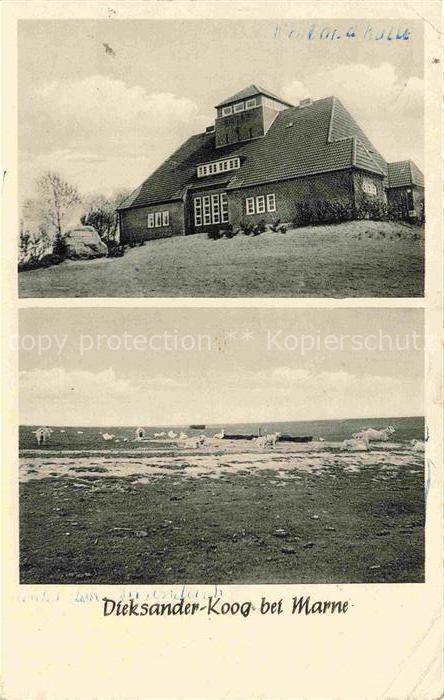 Marne  Holstein Dieksander-Koog