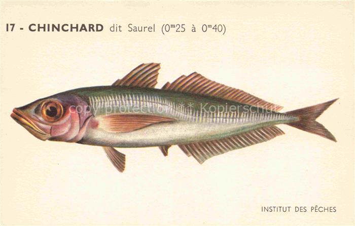 Fische Fish Poissons Peces Pesci-- Chinchard dit Saurel Paris