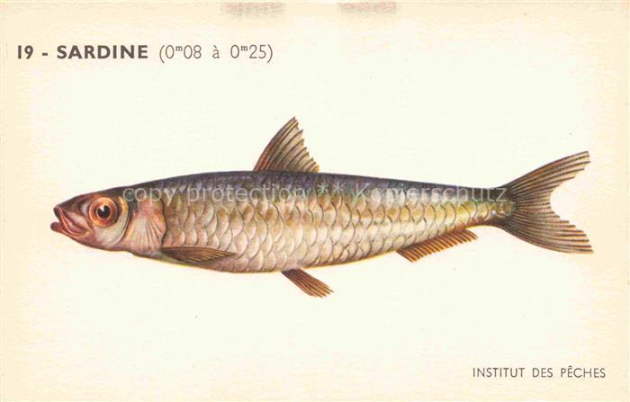 Fische Fish Poissons Peces Pesci-- Sardine Institut des Peches Paris