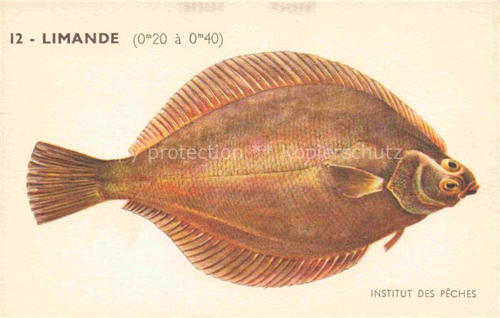 Fische Fish Poissons Peces Pesci-- Limande Institut des Peches Paris