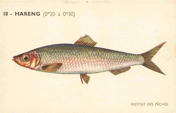 Fische Fish Poissons Peces Pesci-- Hareng Institut des Peches Paris