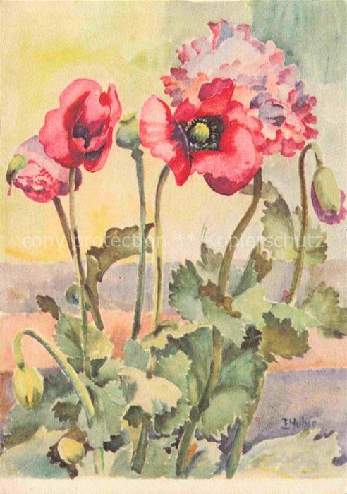 HUBER E. Ringgenberg Kuenstlerkarte Mohn Aquarell Blumen