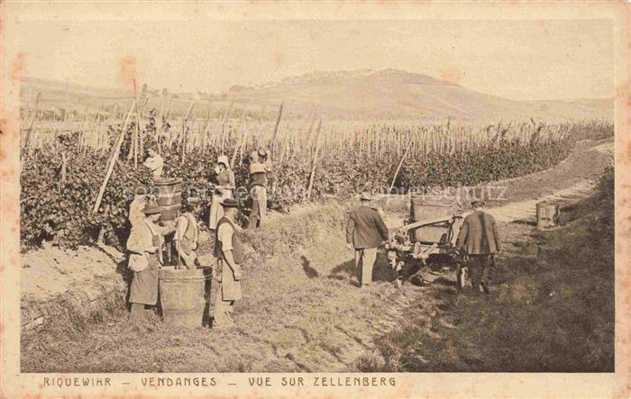 Riquewihr Ribeauville 68 Haut Rhin Vendanges vue sur Zellenberg