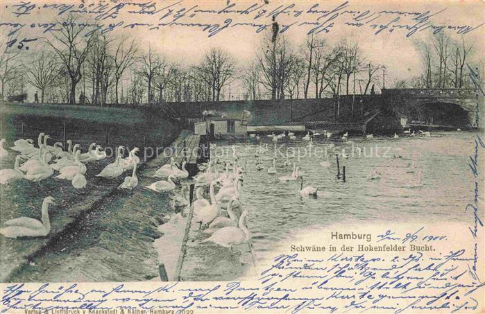 HAMBURG  CITY Schwaene in der Hohenfelder Bucht