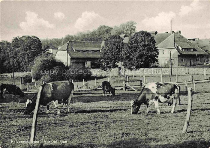 Katzenelnbogen Margretenhof Viehweide Kuehe