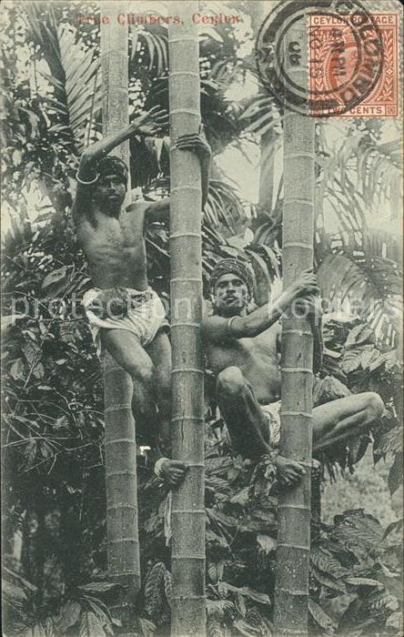 Colombo Ceylon Sri Lanka Typen Tree Climbers