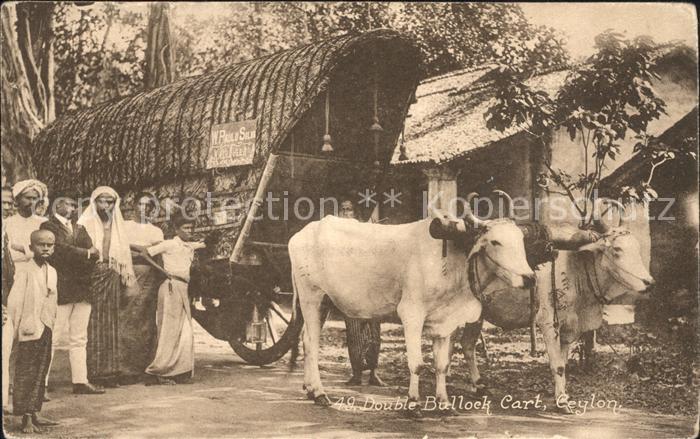 Colombo Ceylon Sri Lanka Double Bullock Cart
