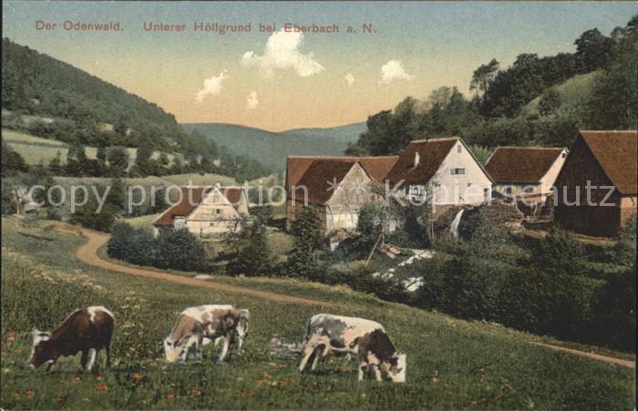 Eberbach Odenwald Unterer Hoellgrund Kuehe