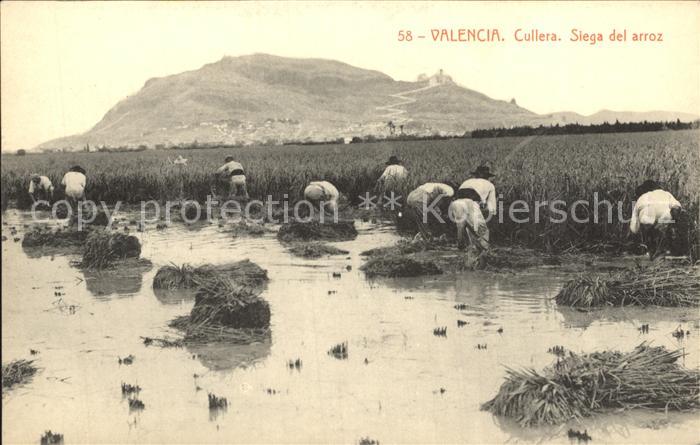 Valencia Valenciana Cullera Siega del arroz