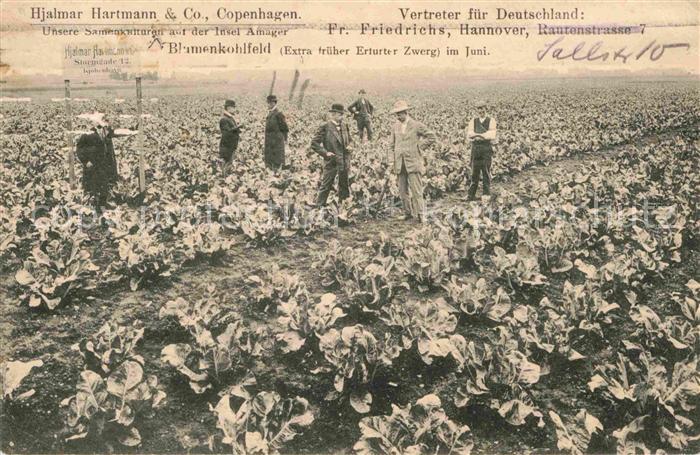 Hannover Blumenkohlfeld Hjalmar Hartmann & Co Copenhagen