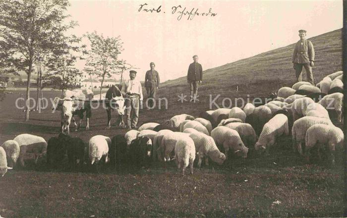 Schafe K?he Landschaft Tiere