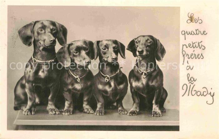 Dackel Dachshund Teckel Hunde dogs Chiens Cani